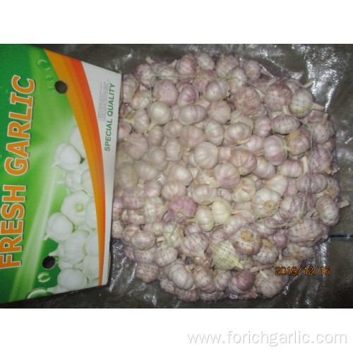 Fresh Normal Garlic 2019